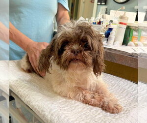 Shih Tzu Dogs for adoption in Benton, LA, USA