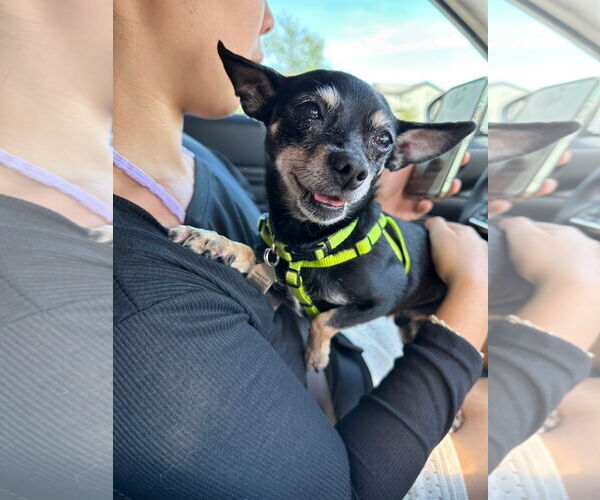 Medium Photo #4 Chihuahua Puppy For Sale in Chandler, AZ, USA