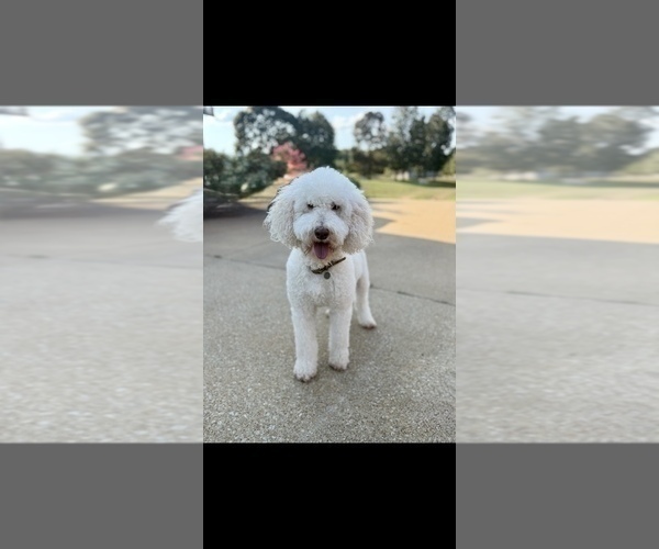 Medium Photo #1 Labradoodle Puppy For Sale in ADGER, AL, USA