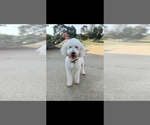 Small Photo #1 Labradoodle Puppy For Sale in ADGER, AL, USA