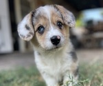 Small #3 American Corgi