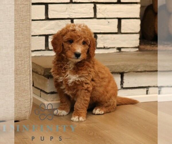 Medium Photo #3 Goldendoodle (Miniature) Puppy For Sale in PARADISE, PA, USA