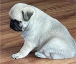 Small Photo #13 Pug Puppy For Sale in ZEBULON, NC, USA