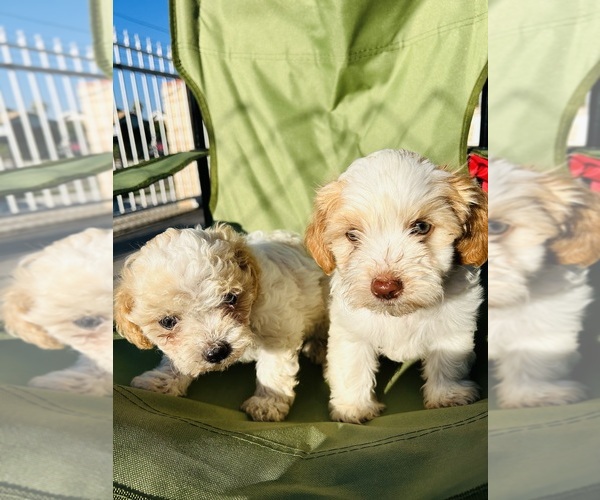 Medium Photo #6 Poodle (Toy) Puppy For Sale in SAN BERNARDINO, CA, USA