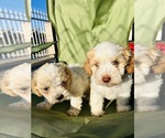 Small #5 Poodle (Toy)
