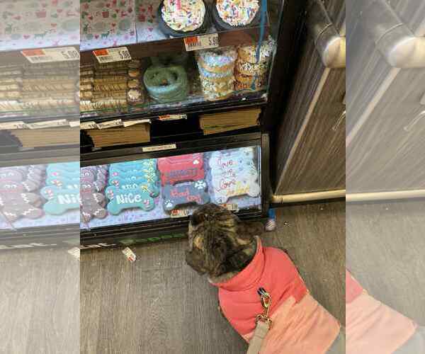 Medium Photo #3 Bulldog-Unknown Mix Puppy For Sale in Sheboygan, WI, USA