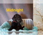 Small #2 Goldendoodle