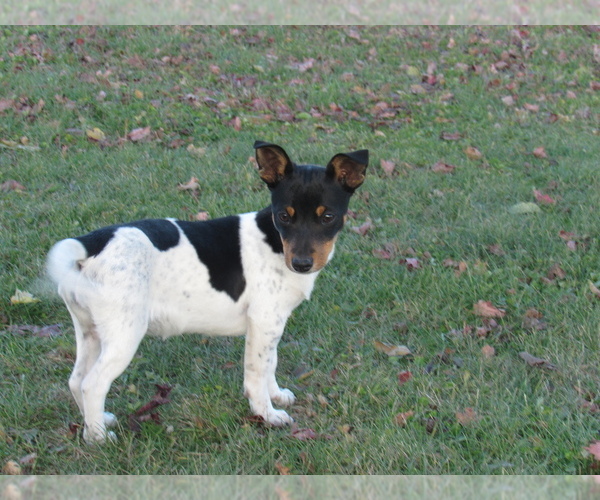 Medium Photo #4 Rat Terrier Puppy For Sale in HILLSBORO, WI, USA