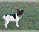 Small #3 Rat Terrier