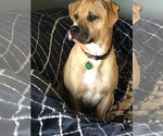 **SANDY** - Female Labrador Retriever-Unknown Mix Dog for Adoption - Small photo