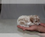 Small Photo #2 Poodle (Toy) Puppy For Sale in HONEY ISLAND, TX, USA