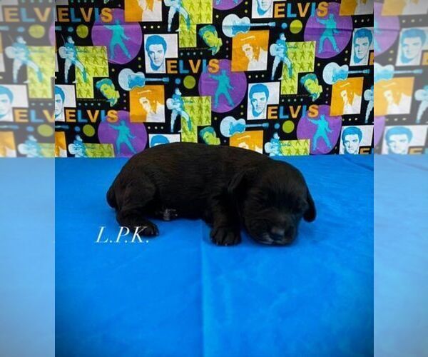 Medium Photo #1 Schnoodle (Miniature) Puppy For Sale in WINNSBORO, LA, USA