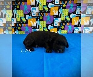 Schnoodle (Miniature) Puppy for sale in WINNSBORO, LA, USA