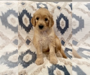 Goldendoodle Puppy for sale in CLARKSVILLE, TN, USA