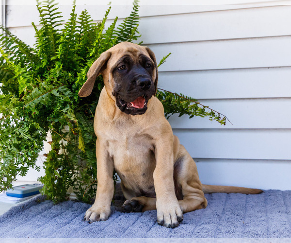 Medium Photo #27 Mastiff Puppy For Sale in WAKARUSA, IN, USA