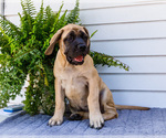 Small Photo #27 Mastiff Puppy For Sale in WAKARUSA, IN, USA