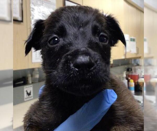 Medium Photo #2 German Shepherd Dog-Unknown Mix Puppy For Sale in Riverside, CA, USA