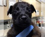 Small #1 German Shepherd Dog Mix