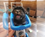 Puppy Thom Jefferson Havanese