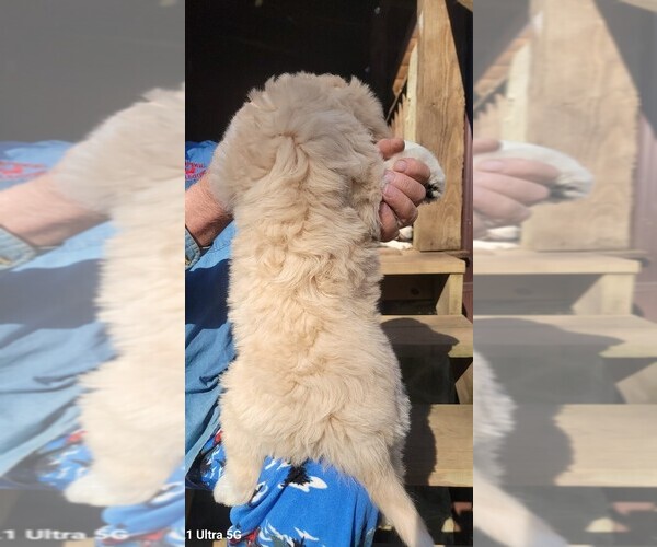 Medium Photo #10 Great Bernese-Poodle (Standard) Mix Puppy For Sale in JONESVILLE, VA, USA