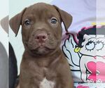 Small Labrador Retriever Mix