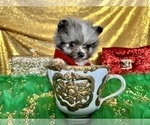 Small Photo #33 Pomeranian Puppy For Sale in HAYWARD, CA, USA