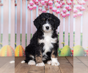 Bernedoodle Puppy for sale in NORTH ADAMS, MI, USA