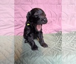 Puppy Neon Saint Berdoodle