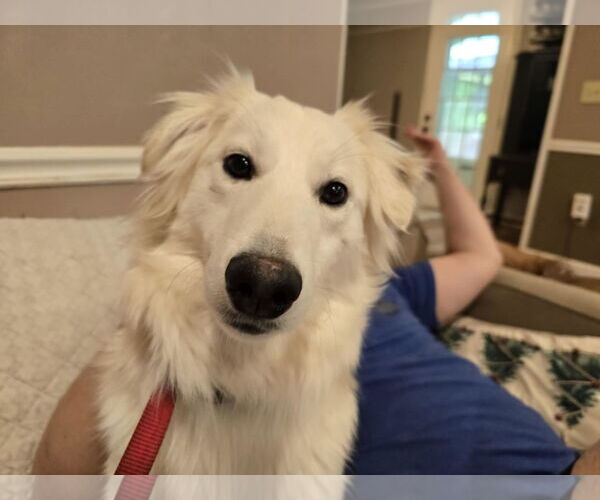 Medium Photo #1 Mutt Puppy For Sale in Dahlgren, VA, USA