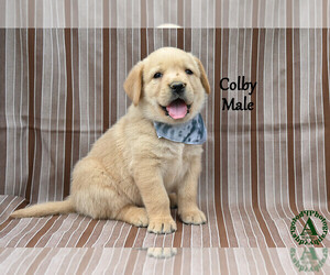 Medium Golden Labrador