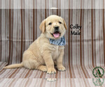 Puppy Colby Golden Labrador