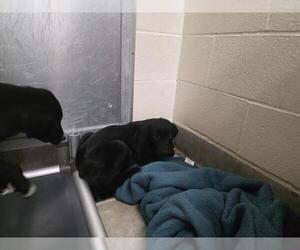 Great Pyrenees-Unknown Mix Dogs for adoption in Jackson, CA, USA