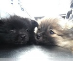 Small Photo #7 Pomeranian Puppy For Sale in GOSHEN, NY, USA
