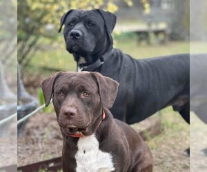 Mastador Dogs for adoption in columbia, SC, USA