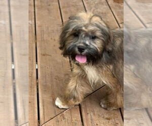 Zuchon Dogs for adoption in Tenafly, NJ, USA