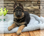 Small Photo #22 German Shepherd Dog Puppy For Sale in LENOIR, NC, USA
