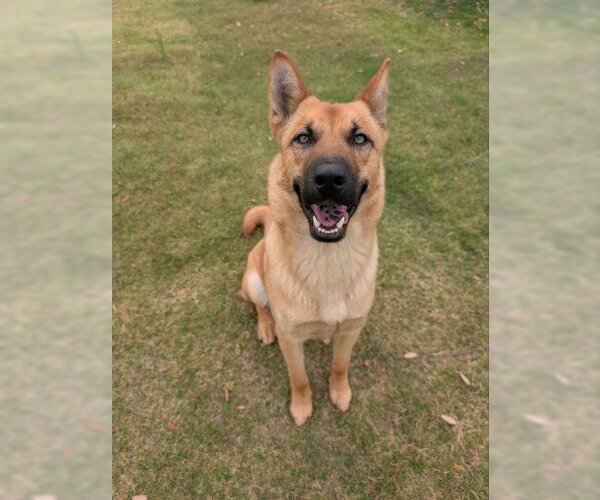 Medium Photo #2 German Shepherd Dog-Unknown Mix Puppy For Sale in Redlands, CA, USA