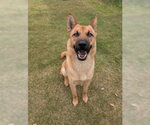 Small #1 German Shepherd Dog Mix