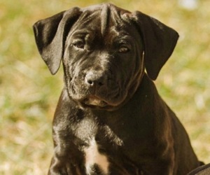 Bulldog Puppy for sale in BURTONSVILLE, MD, USA