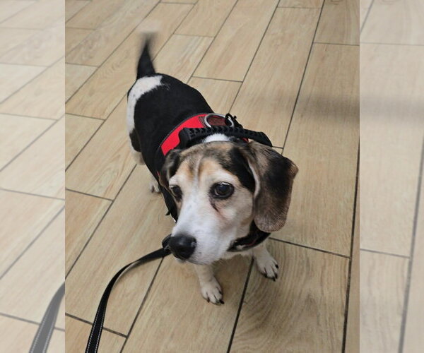 Medium Photo #3 Beagle Puppy For Sale in Tampa, FL, USA
