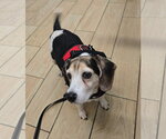 Small #2 Beagle