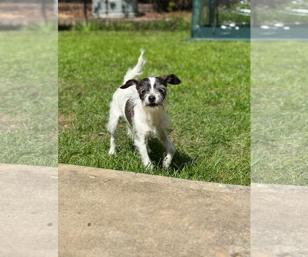 Medium Photo #5 Wapoo Puppy For Sale in Arlington, WA, USA