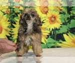 Marbles - Male Poodle (Toy) Puppy for Sale - Photo #6