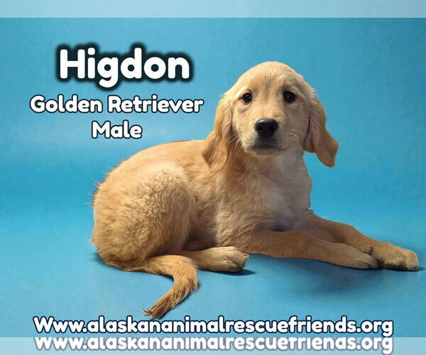 Medium Photo #3 Golden Retriever Puppy For Sale in Anchorage, AK, USA
