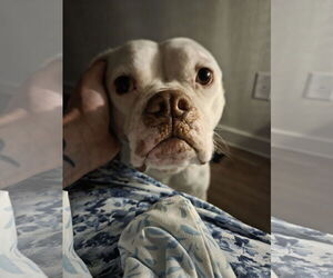 American Bulldog-Unknown Mix Dogs for adoption in Dallas, TX, USA