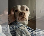 Small American Bulldog Mix