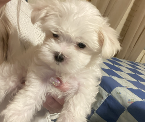 Maltese Puppy for sale in BLOOMINGTON, IN, USA