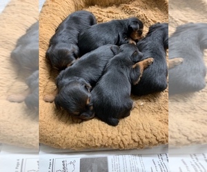 Australian Yorkshire Terrier Puppy for sale in GREENSBORO, NC, USA