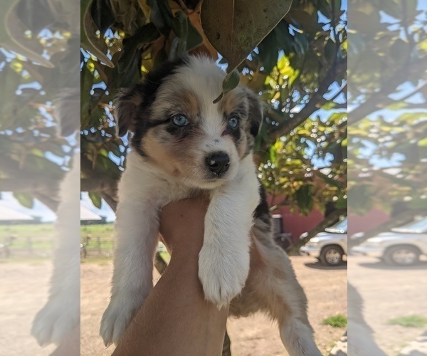 Medium Photo #10 Australian Shepherd Puppy For Sale in SPENCER, TN, USA