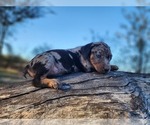 Small #8 Catahoula Leopard Dog